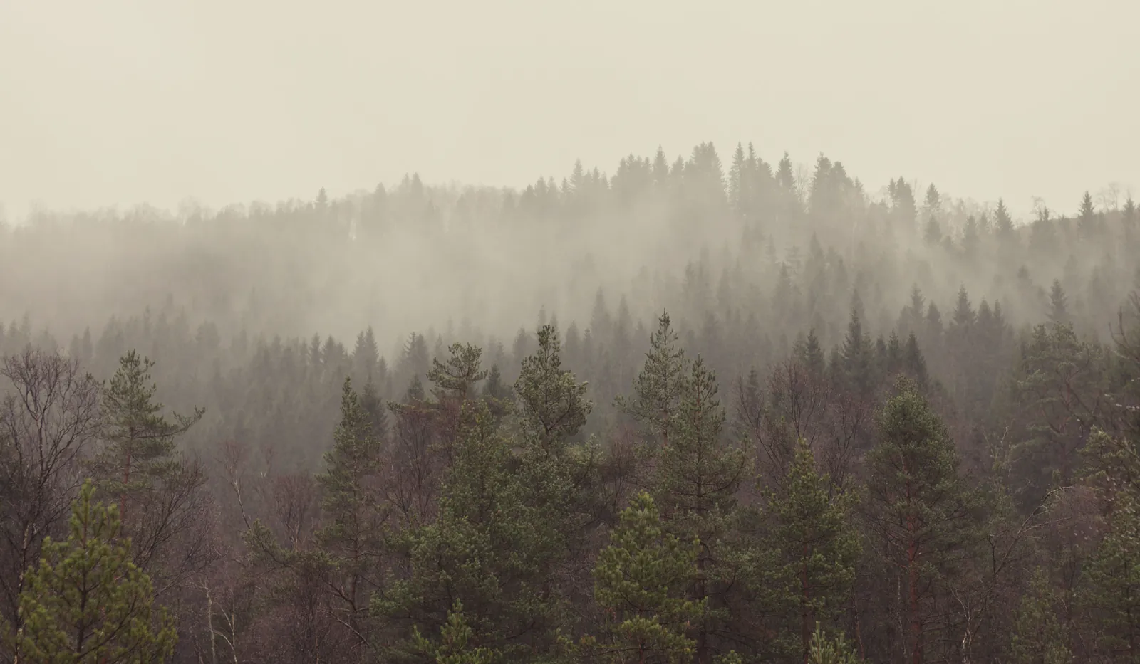 A forest filled with lots of trees covered in fog