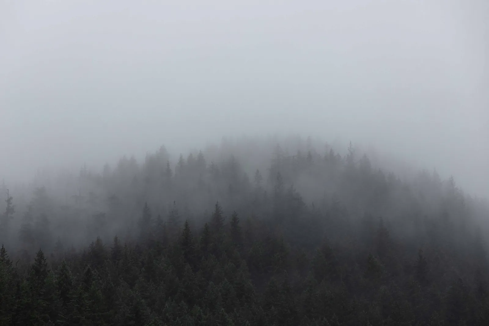 Green trees covered by fog